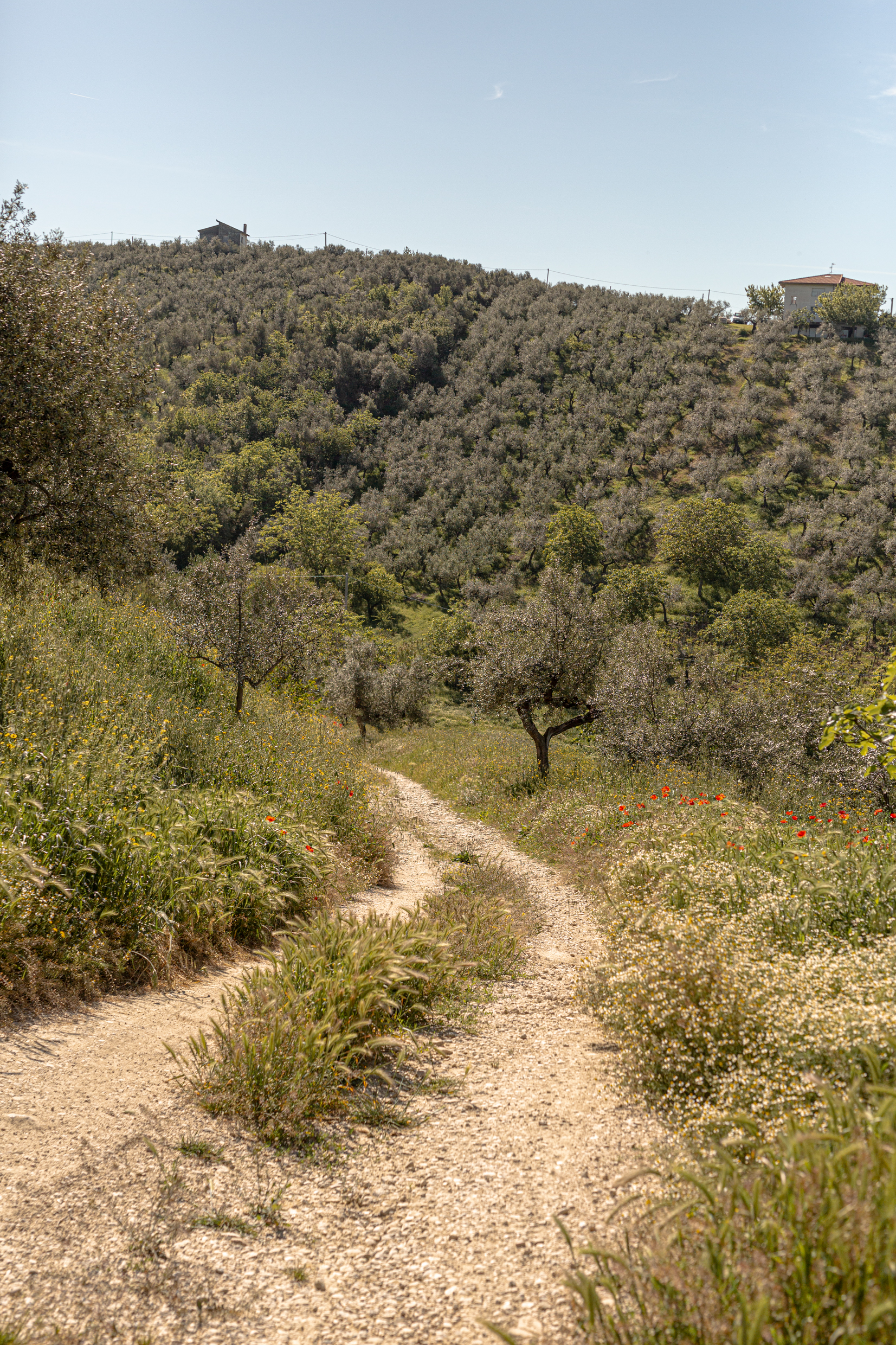 Dirt path winding through the olive grove