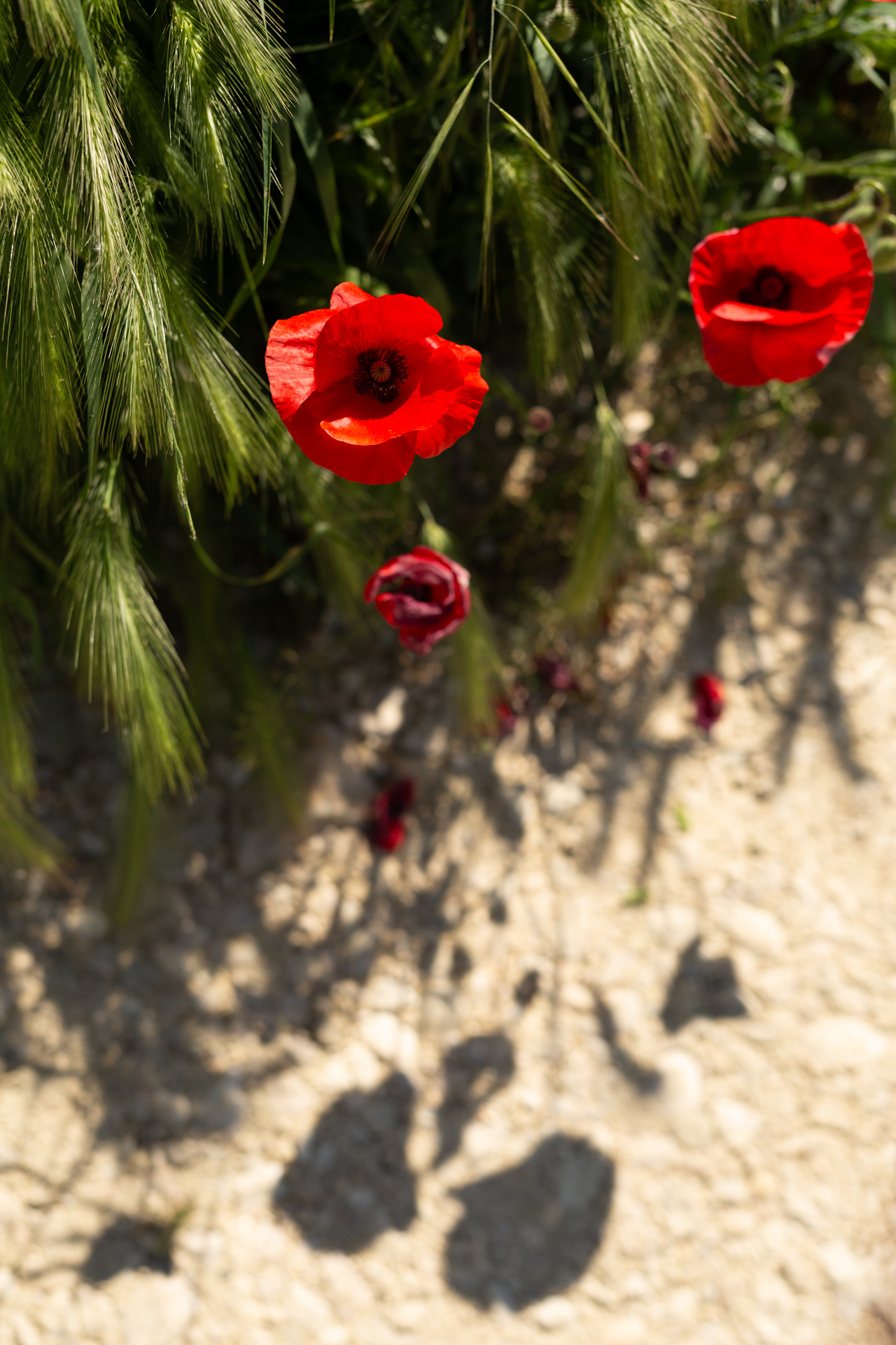 Red poppies growing from cracked earth