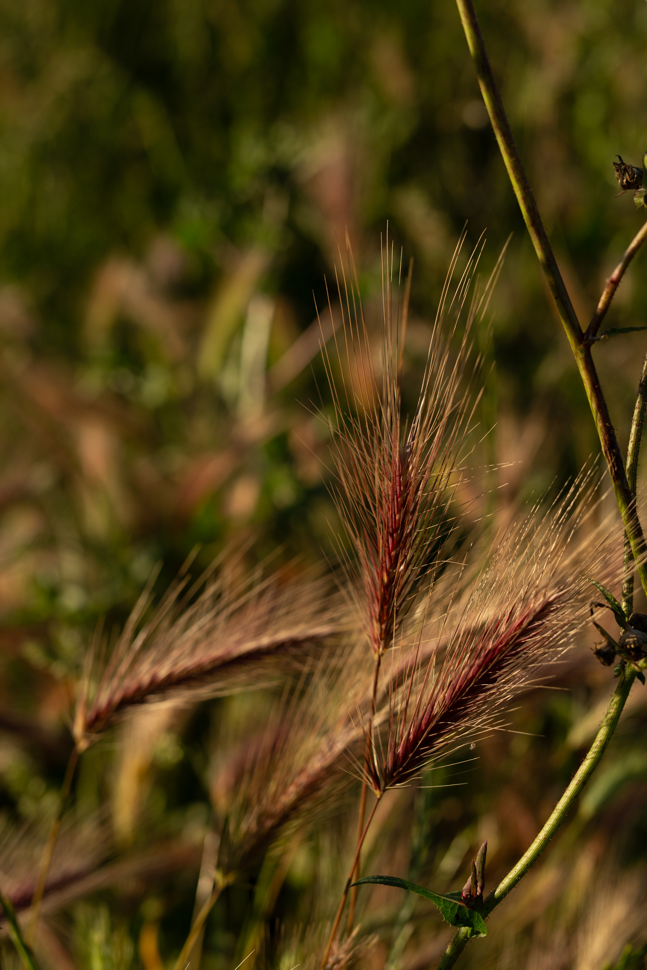 A Case for Fertile Grounds