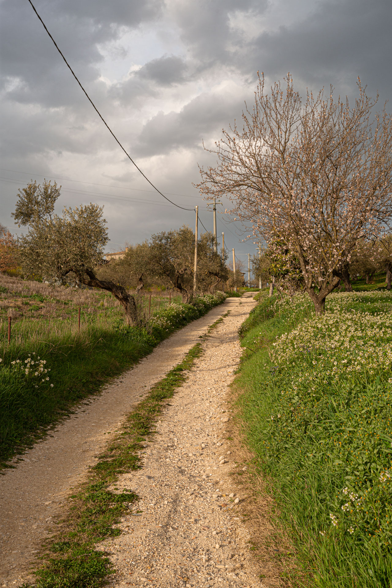 A path through the countryside near Loreto Aprutino