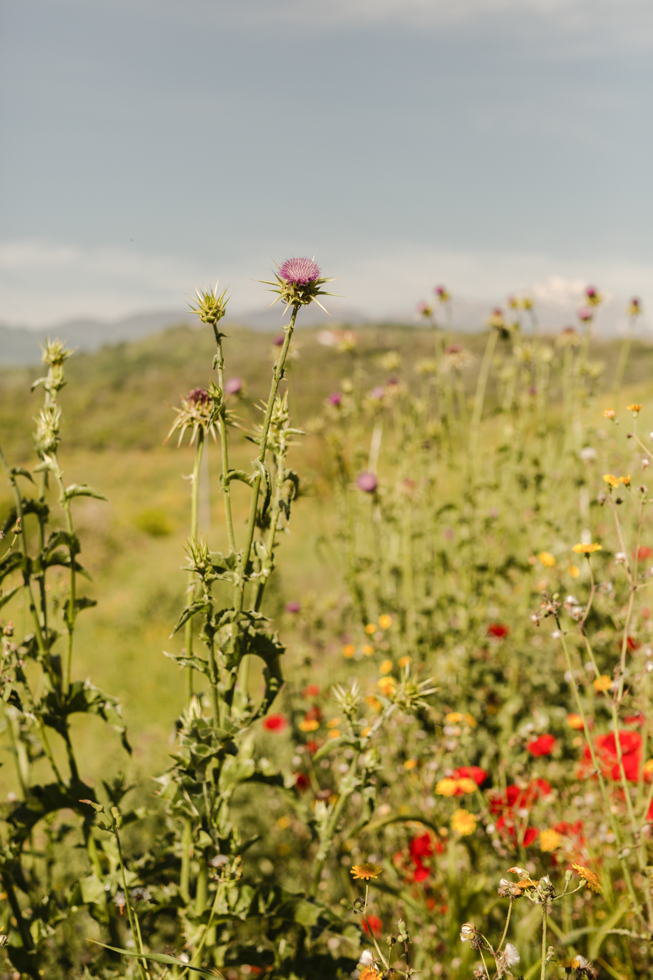 Wildflowers along the path