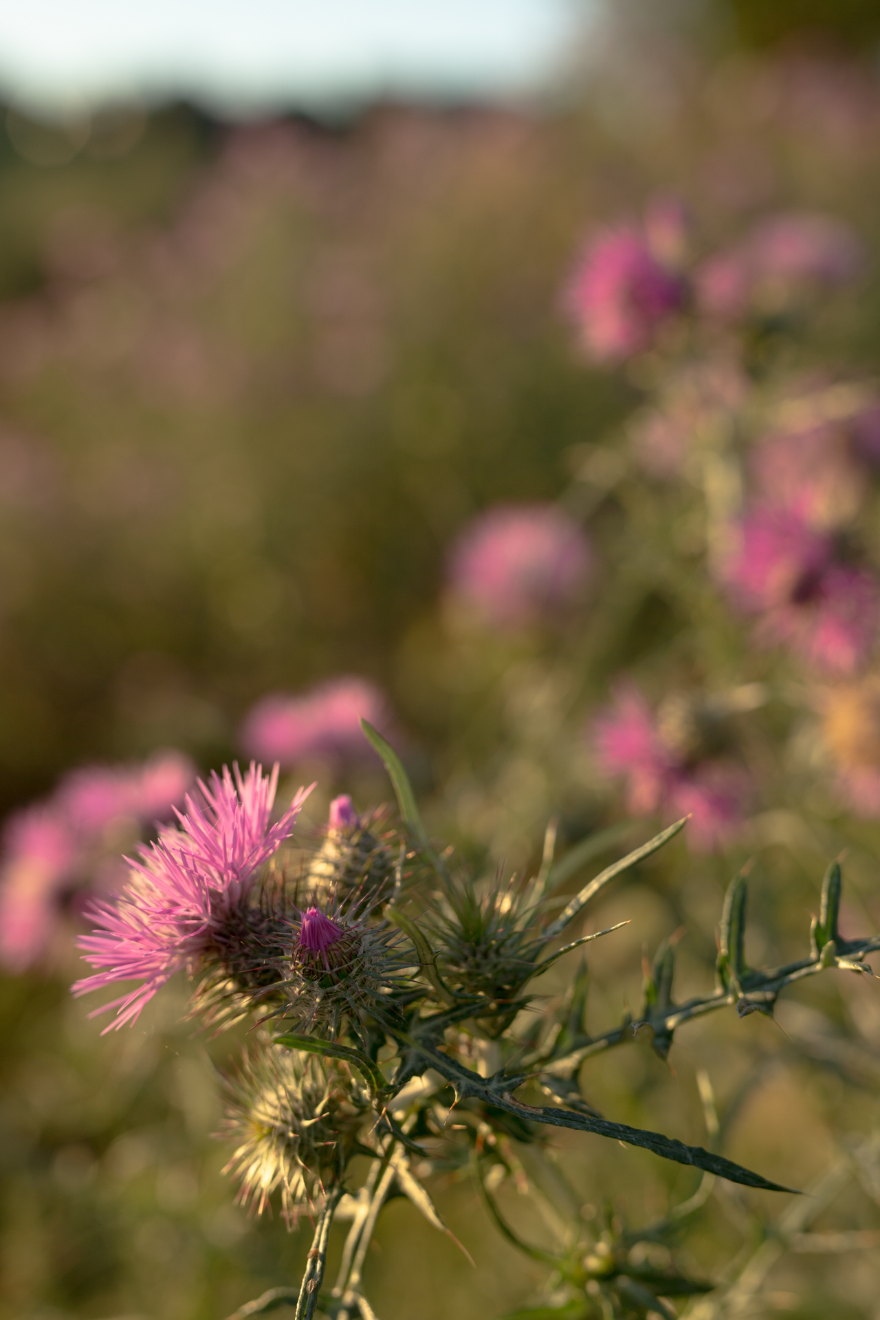 A Walk from Elsewhere