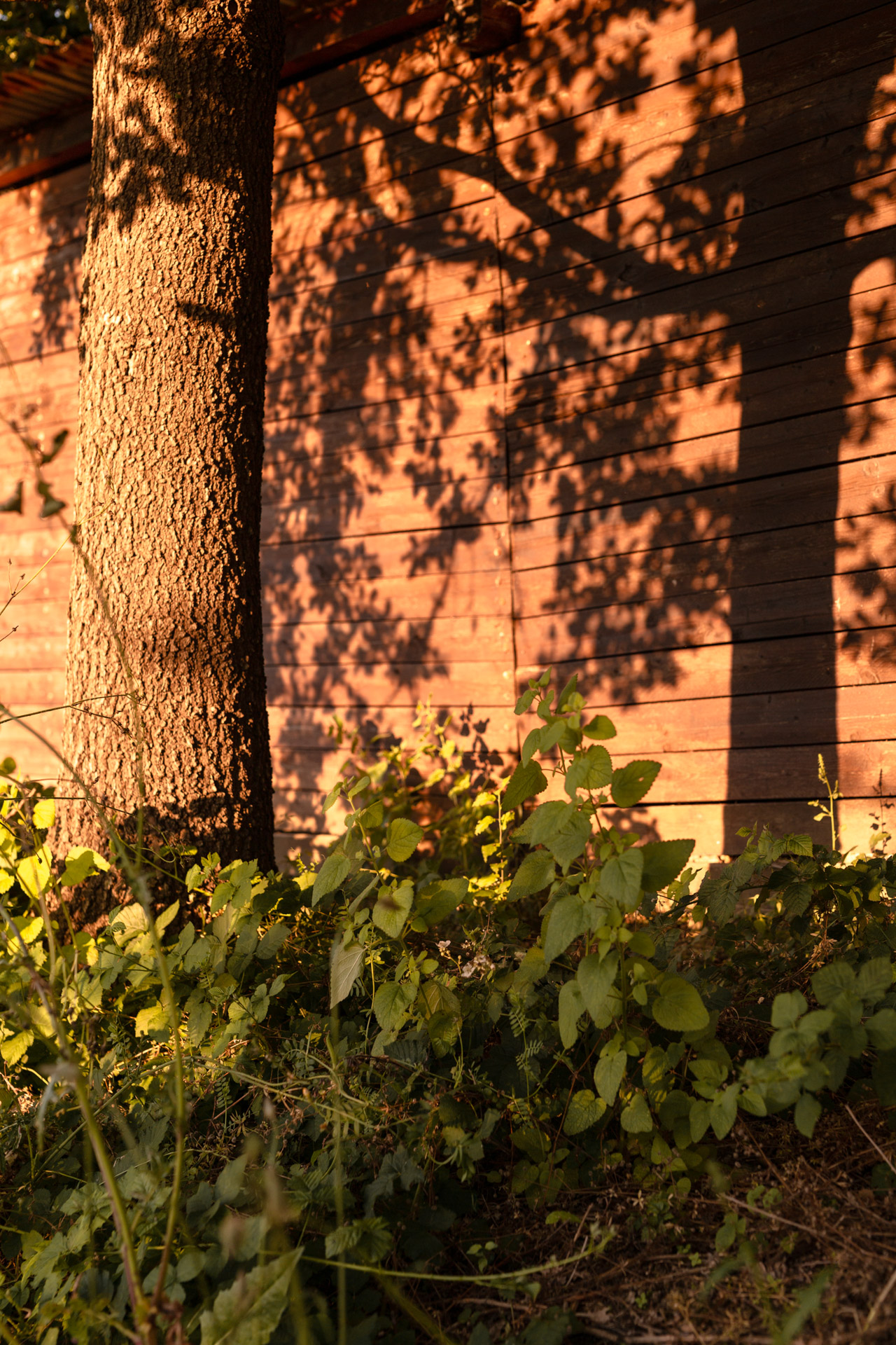 Tree shadows cast on a warm wall