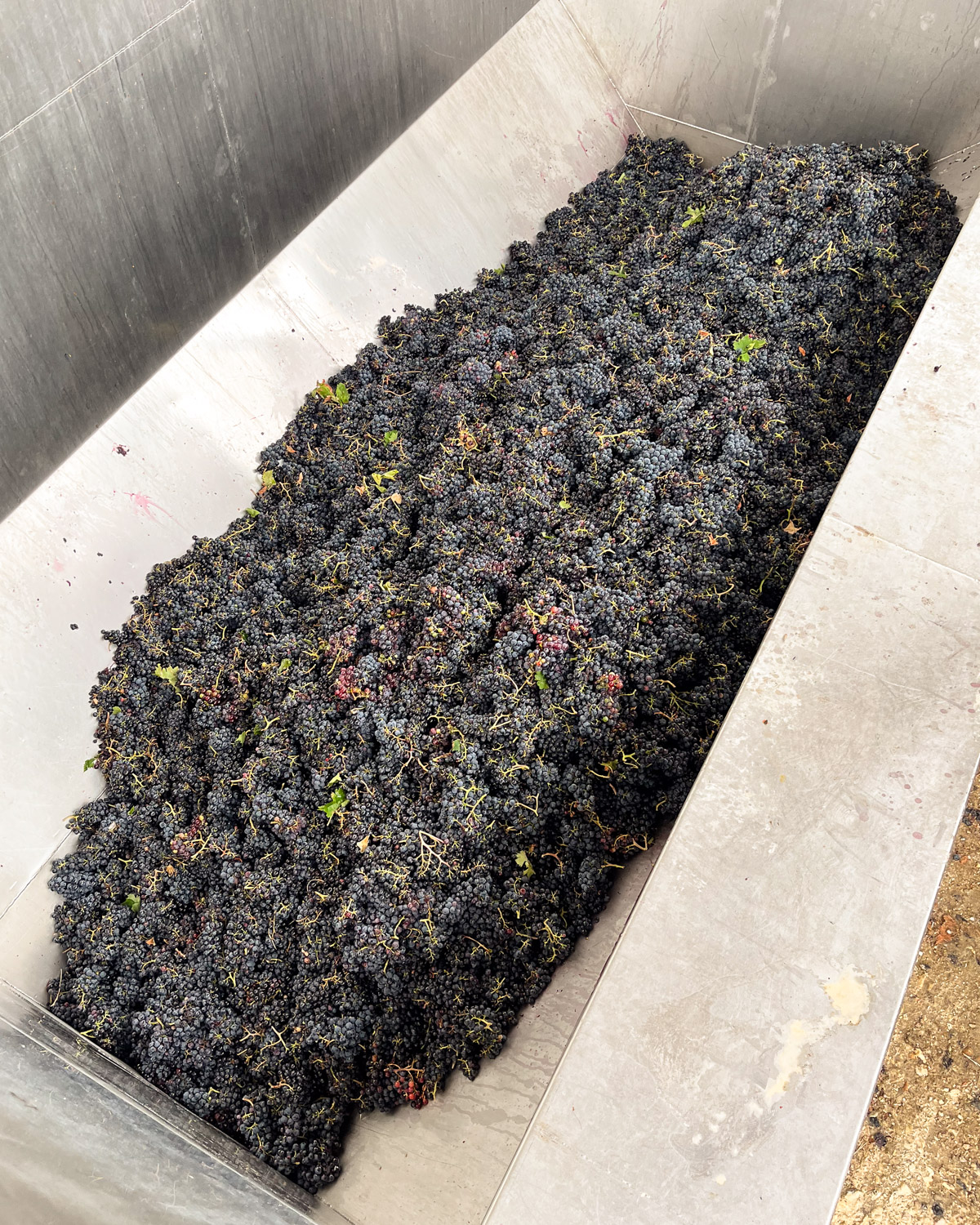 Grapes together in the press