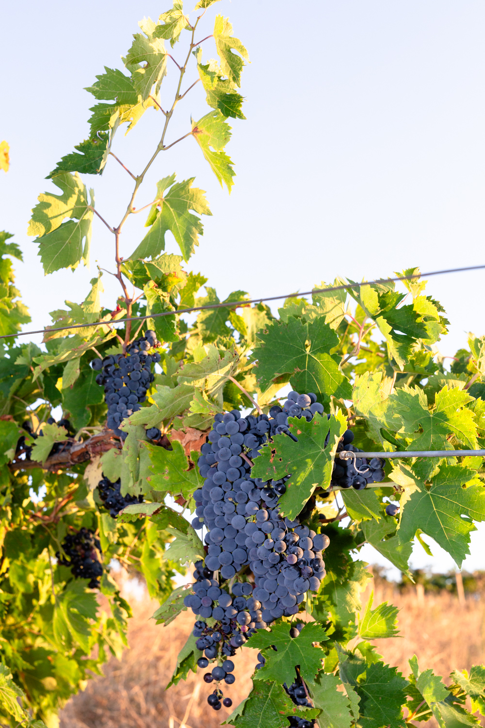 Negotiating the Harvest