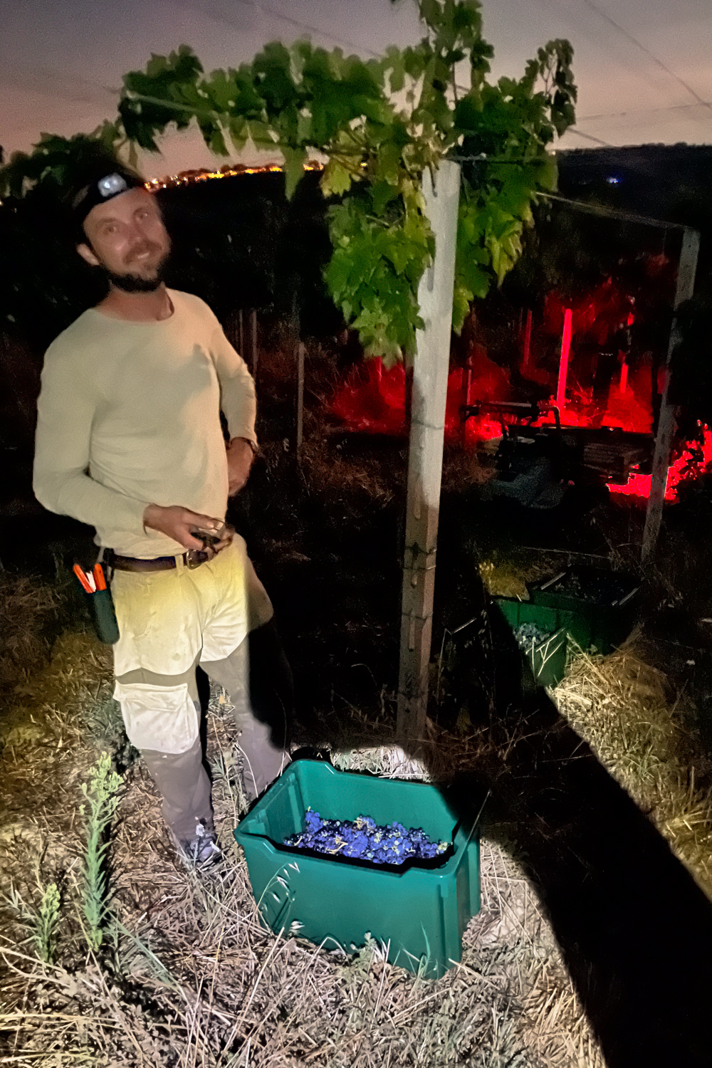 Night harvesting with headlamp and grape crate