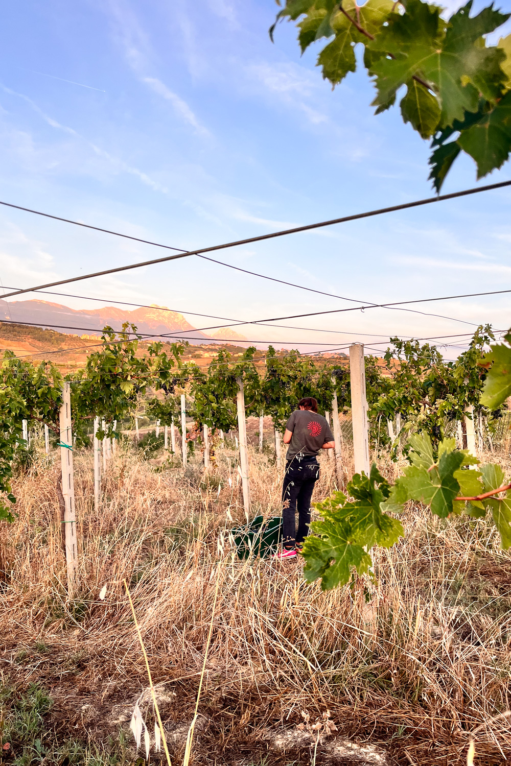 Sunrise over the vineyard and mountains