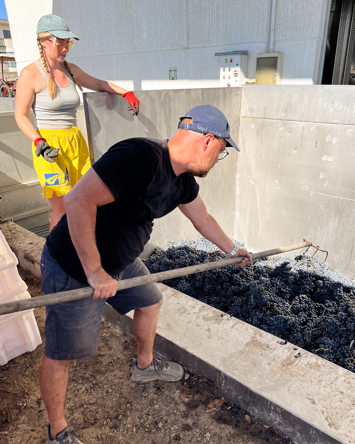 Two people shoveling grapes at the cantina