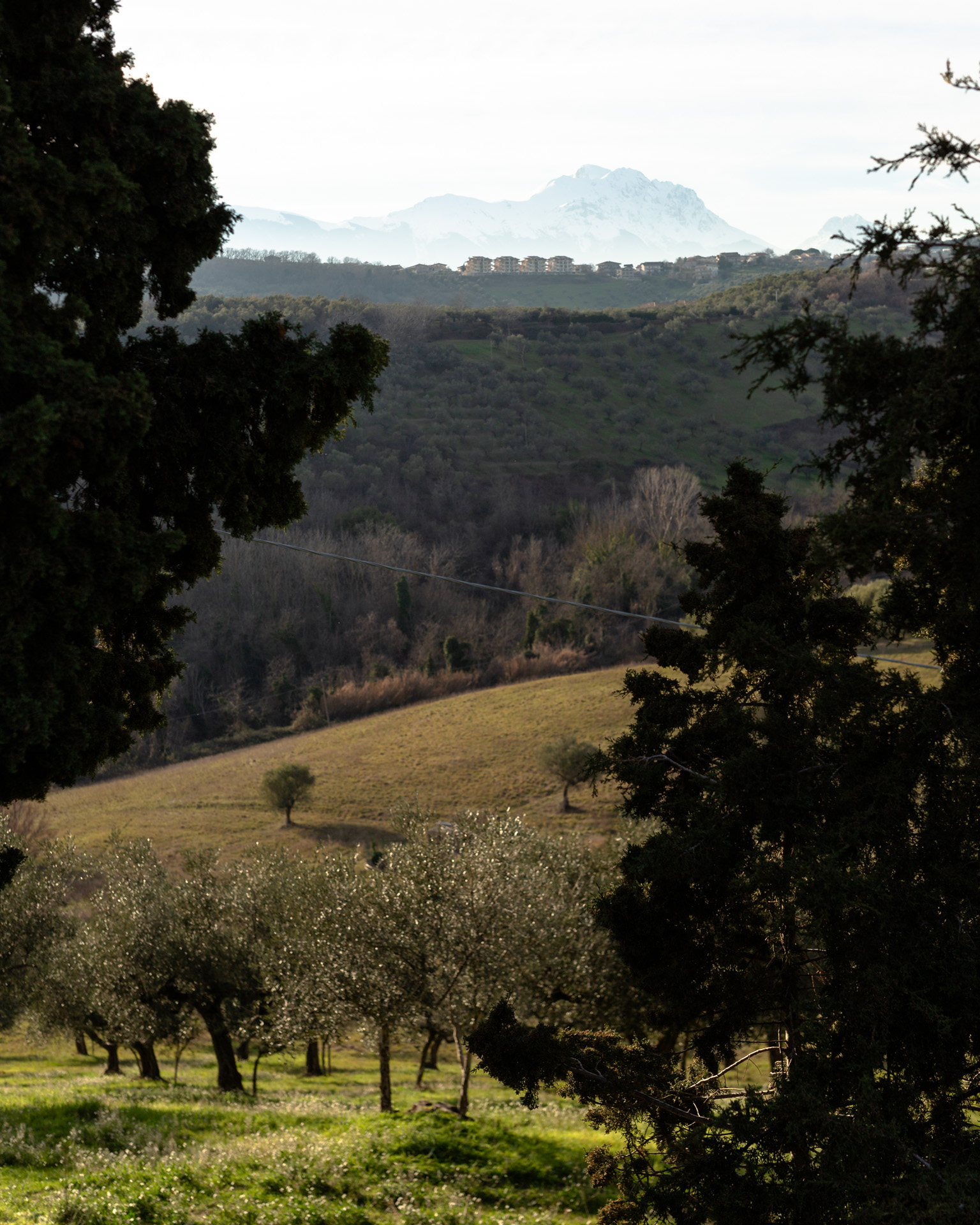 View across olive groves toward Loreto Aprutino