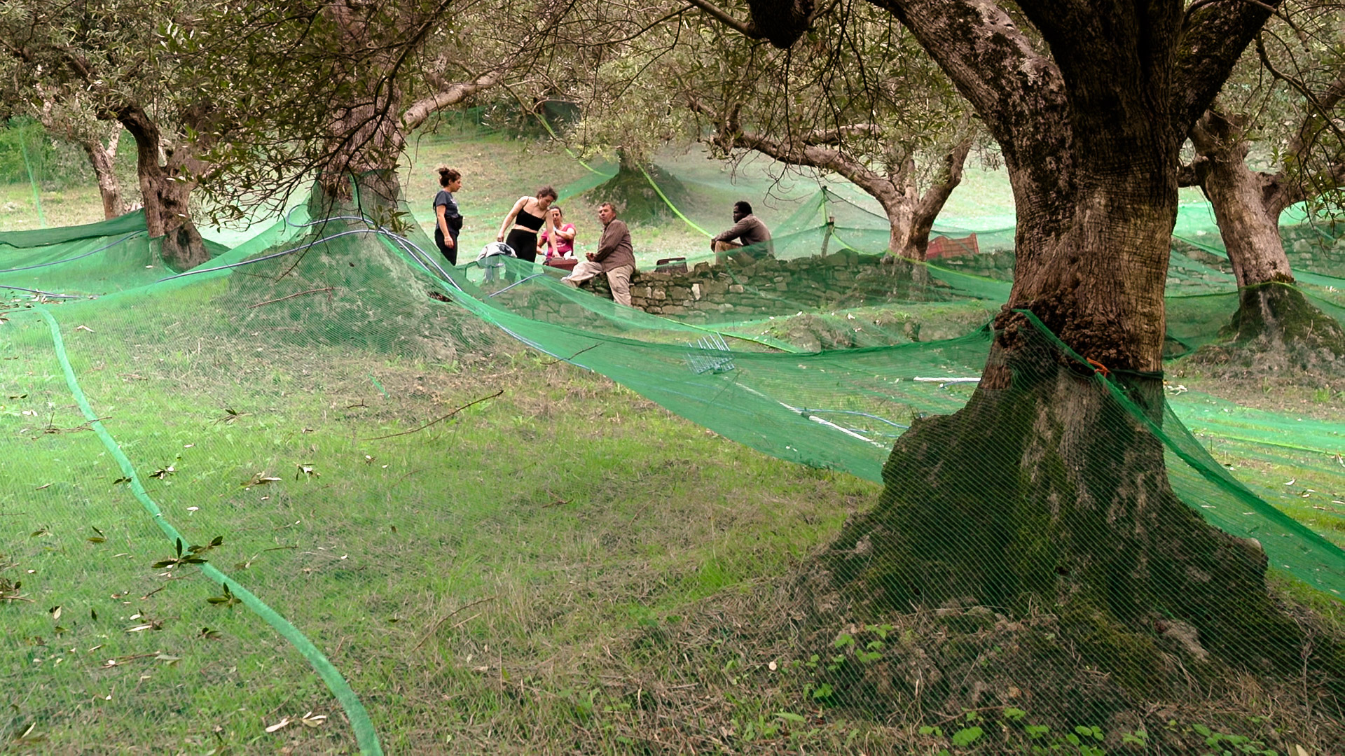 Olive harvest with nets under the trees