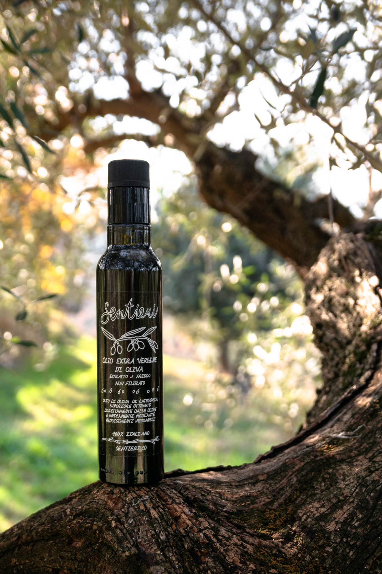 Sentieri olive oil bottle resting on an old tree trunk