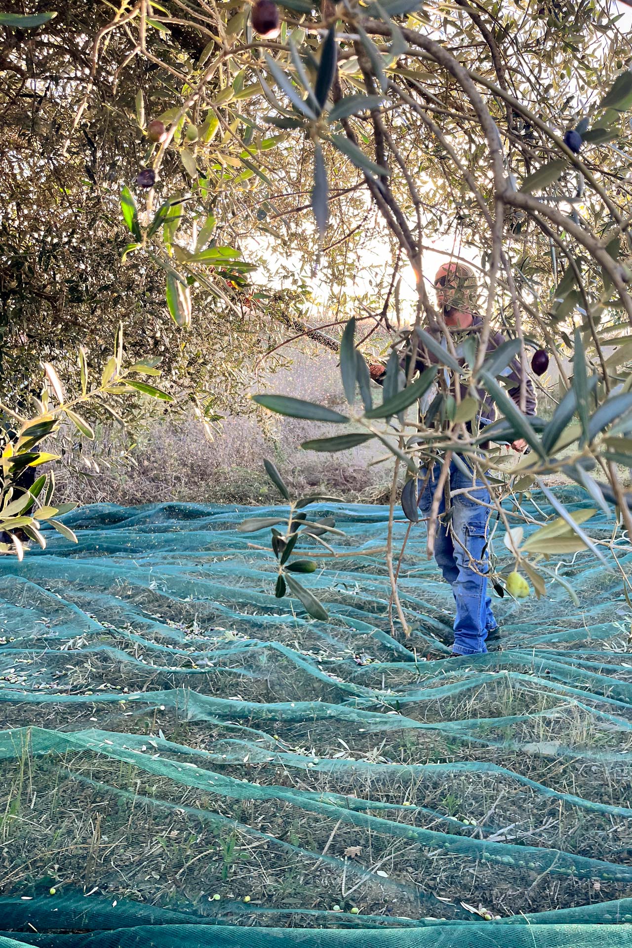 Person working among olive nets under the trees