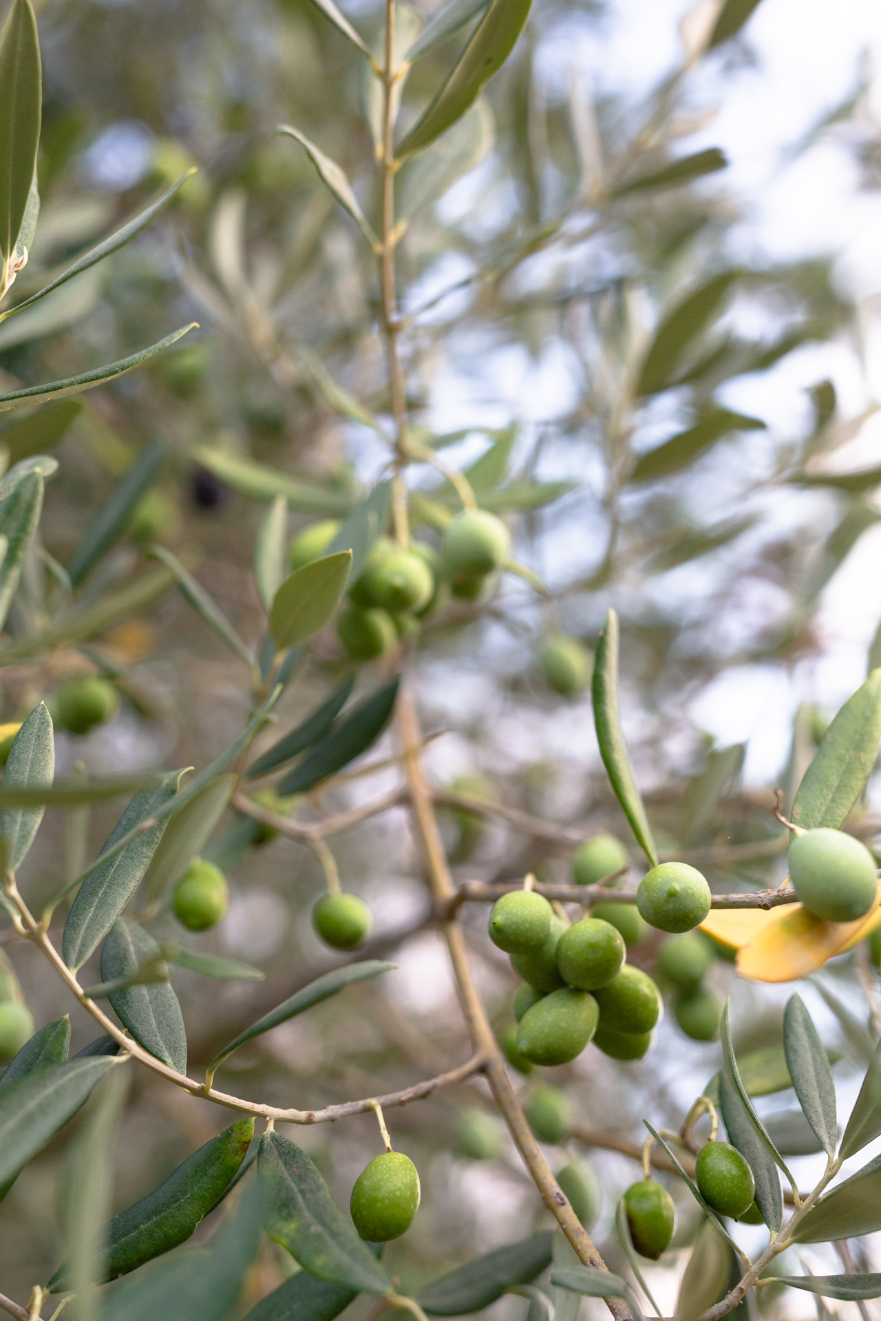 Close-up of green olives on the branch