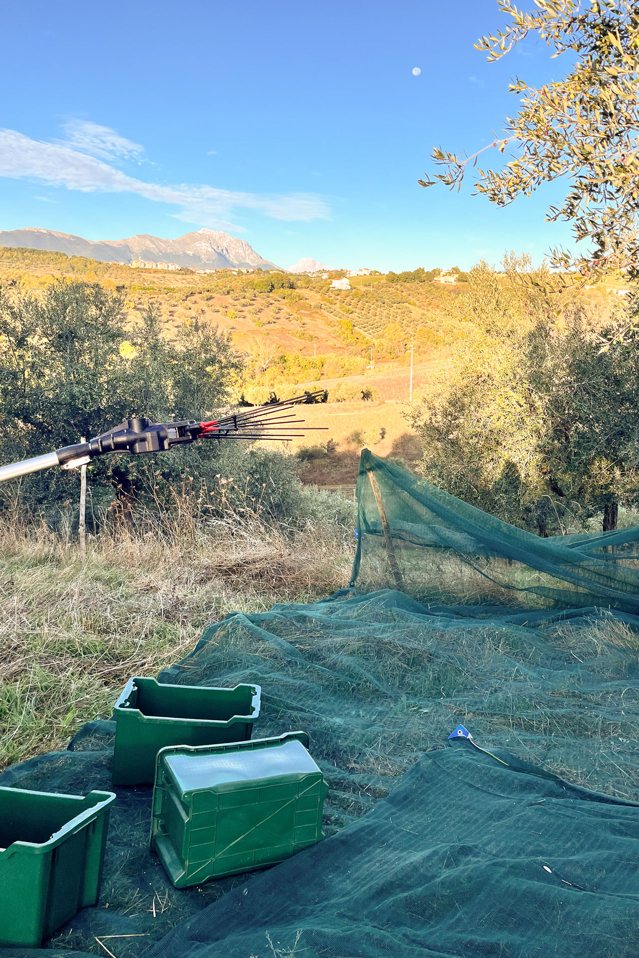 Olive tree branches up close
