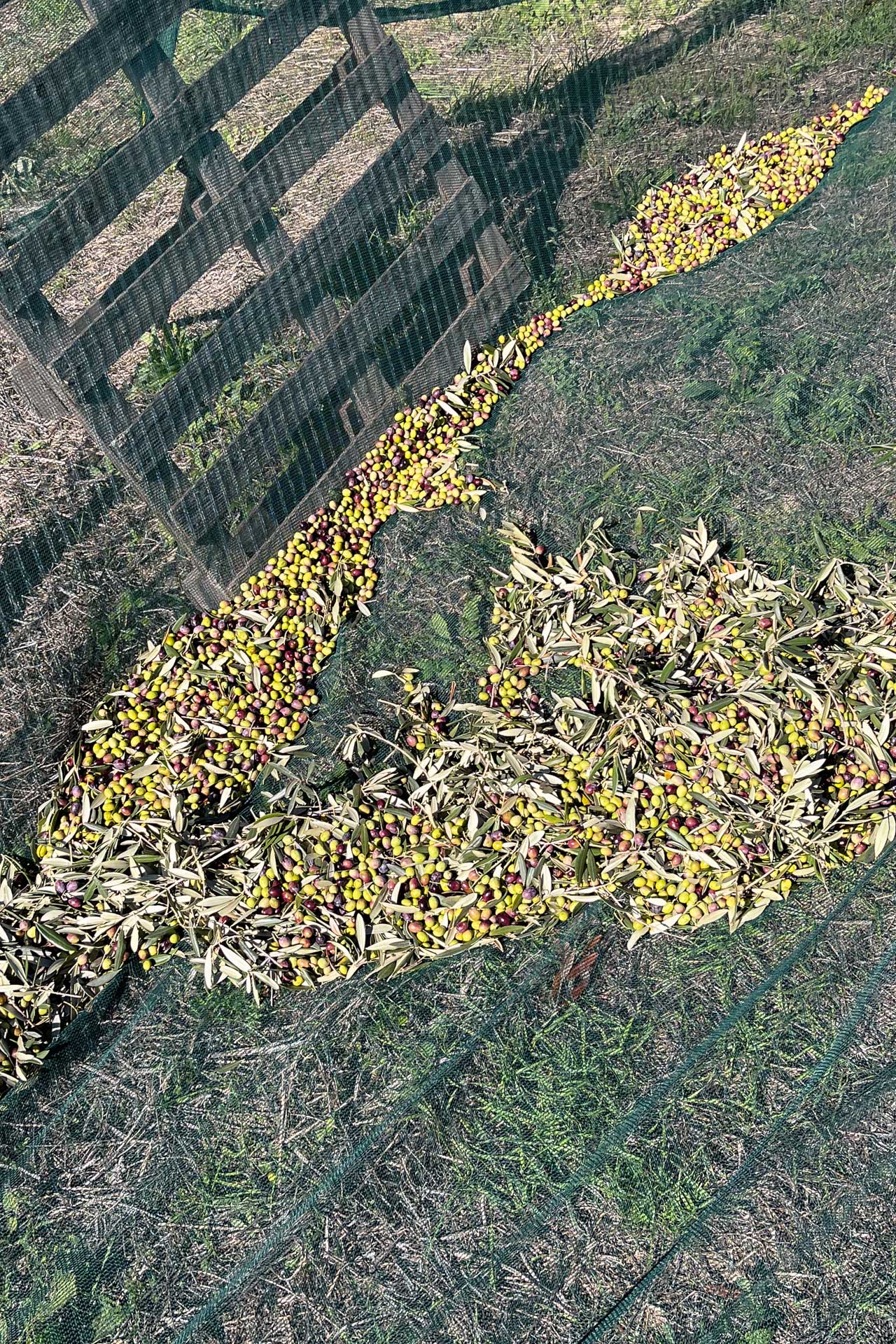 Person harvesting olives with nets spread below