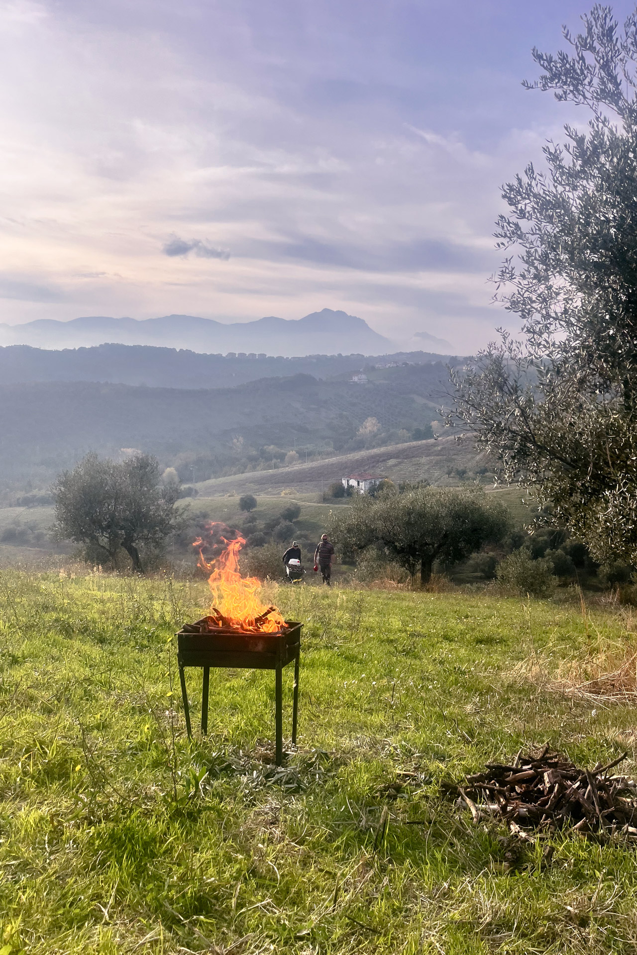 Fire burning in the olive grove at dusk