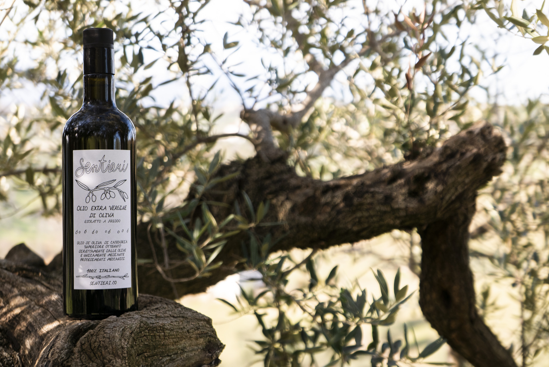 Olive oil production