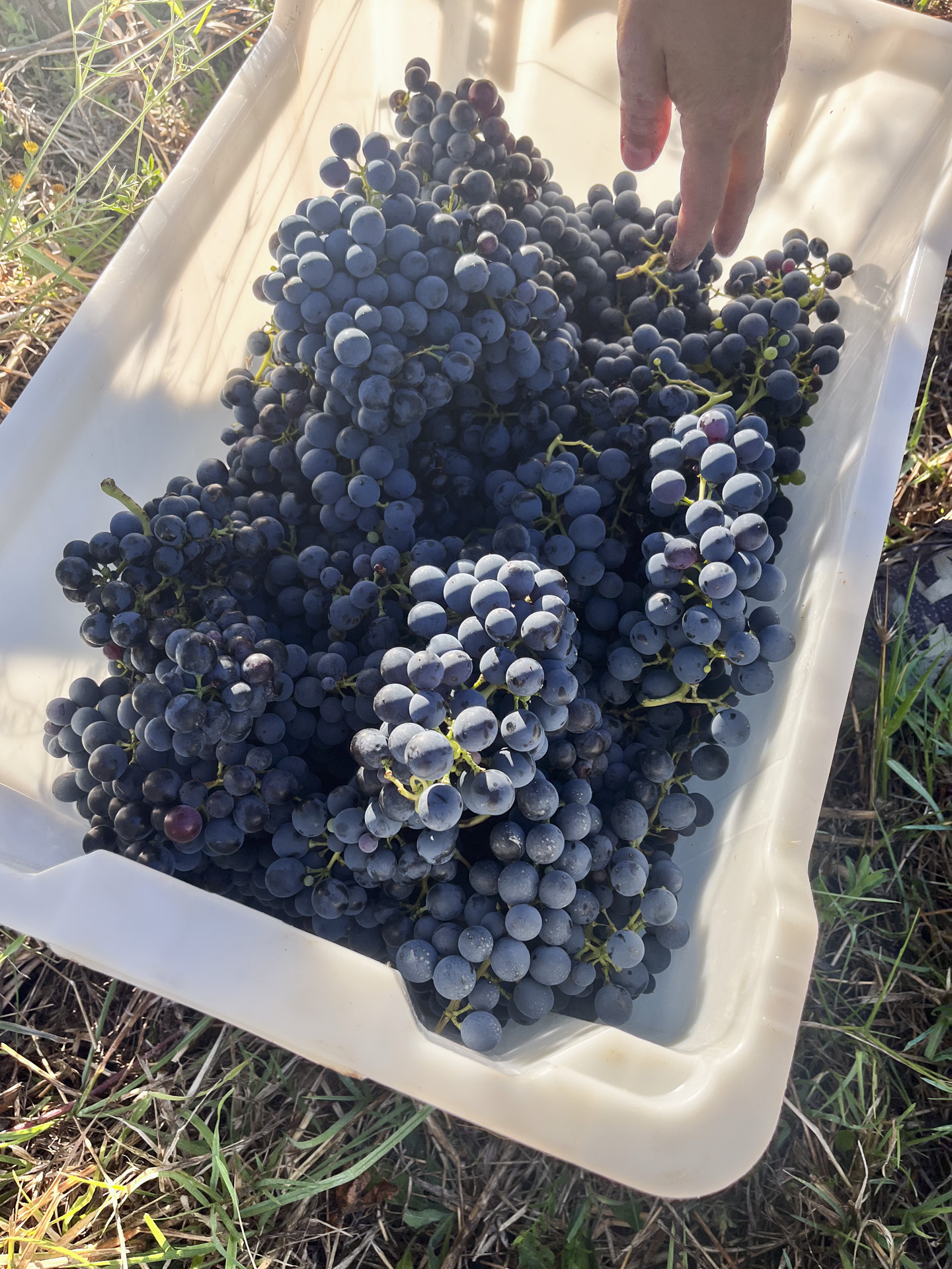 Montepulciano d'Abruzzo grapes on the vine
