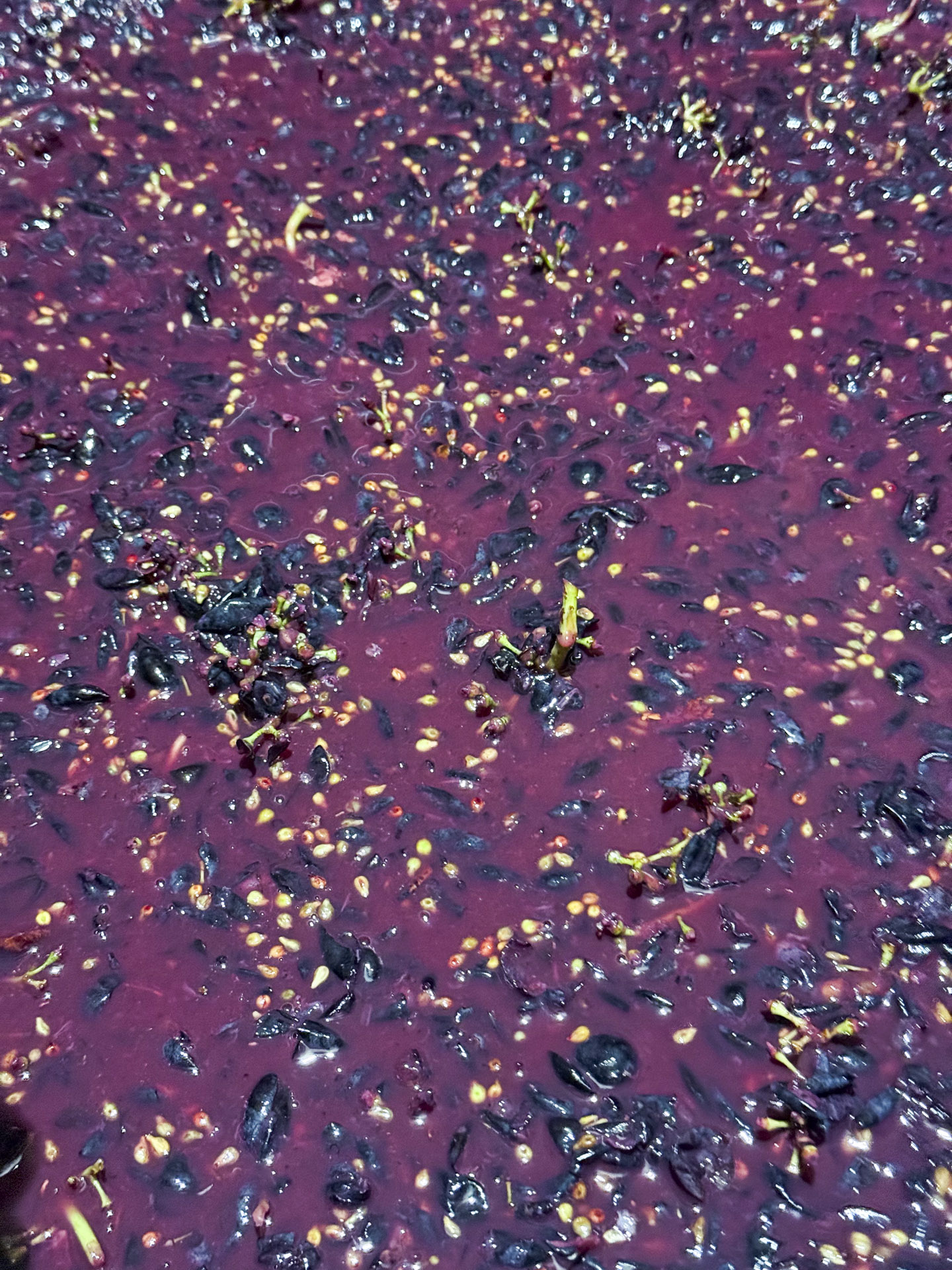 Wine bottles in the vineyard