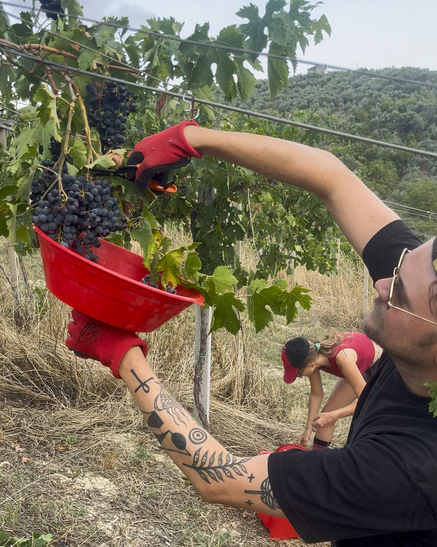 Vineyard landscape in Loreto Aprutino